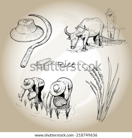 Asian Rice. Hand drawn vector of rice set. Vector illustration. Eps 10.