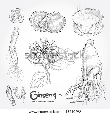 hand drawn set illustration of ginseng