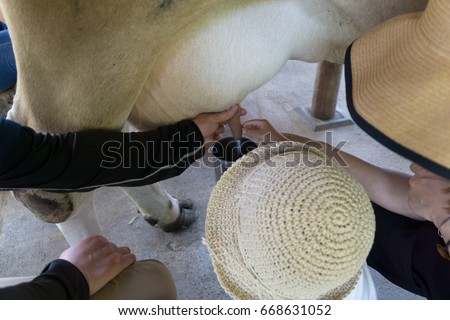 Cow milking