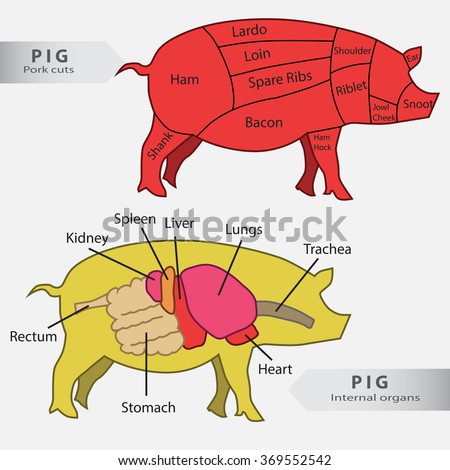 Pig Diagram Stock Images, Royalty-Free Images & Vectors | Shutterstock