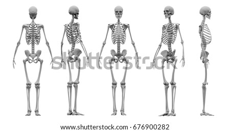 Skeleton Stock Images, Royalty-Free Images & Vectors | Shutterstock