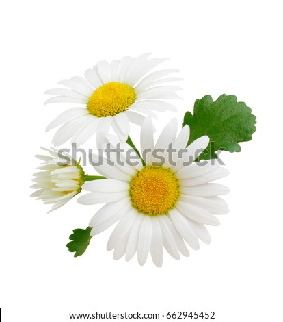 Three chamomile or daisies with leaves isolated on white background