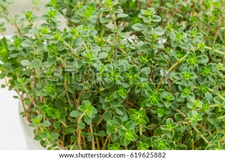 Easy bush cooking recipes Easy bush cooking recipes