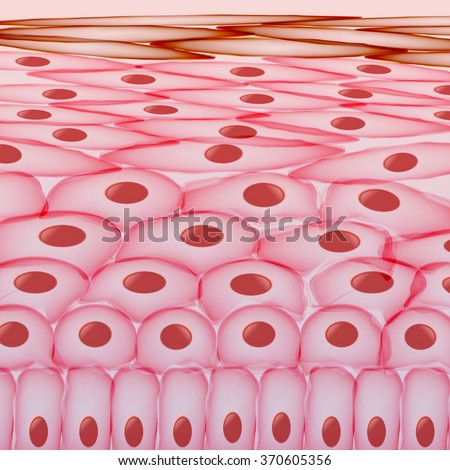 human skin cells stock photos human skin cells stock images alamy skin cells stock images royalty free images vectors human skin cells stock photos human skin cells stock images alamy skin cells stock images royalty free images vectors