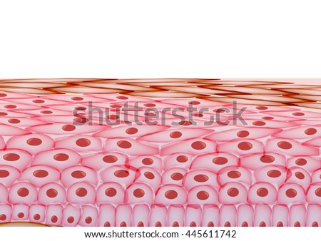 Image result for skin cells