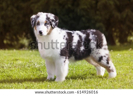 australian shepherd your purebred puppy australian shepherd puppy stock images royalty free images australian shepherd your purebred puppy australian shepherd puppy stock images royalty free images