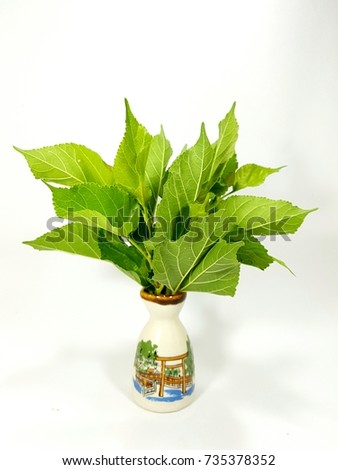 Mulberry Leaves On White BackgroundMulberry Or Scientific Name Is Morus AlbaThe Leaf Mulberry Leaves On White BackgroundMulberry Or Scientific Name Is Morus AlbaThe Leaf