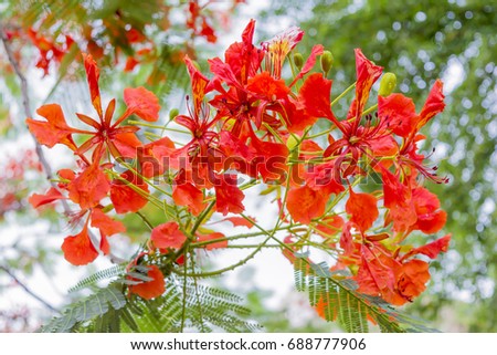 siam beauty gratis porrfilm siam beauty gratis porrfilm