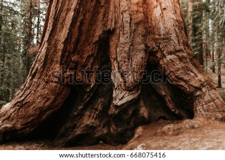 Base Grizzly Giant Oldest Sequoia Yosemites Stock Photo 1485496