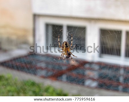 Insect Spider Bites Stock Images Royalty Free Images Vectors