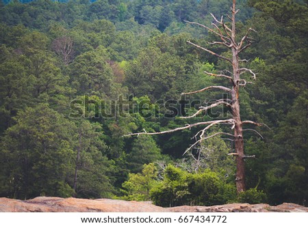 Solitary Dead Pine Tree Among Living Stock Photo 667434772 ... Solitary Dead Pine Tree Among Living Stock Photo 667434772 ...