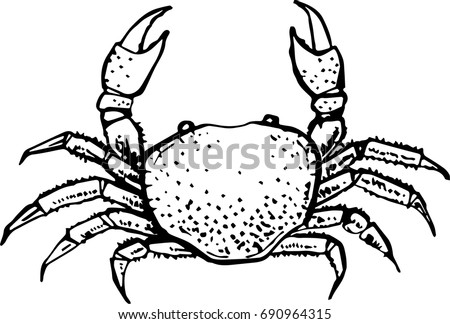 Download Vector Crab Drawing Isolated On White Stock Vector ...