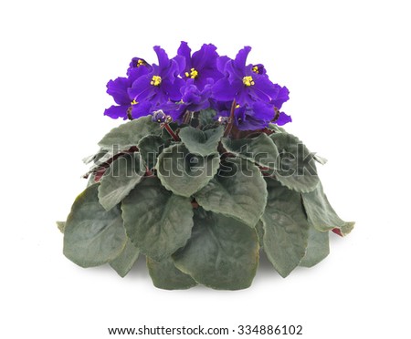 Gesneriaceae Banque d'Image Libre de Droit Photos Vecteurs et 