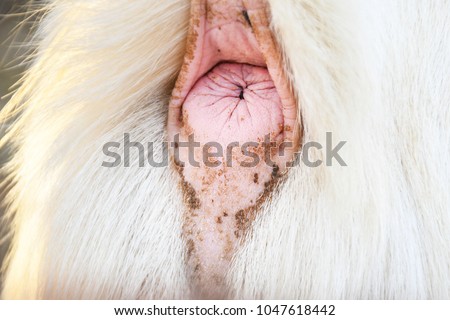 Fat hairy teens