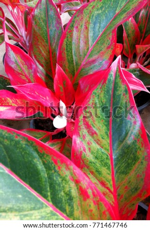 Aglaonema Stock Images, Royalty-Free Images & Vectors ...