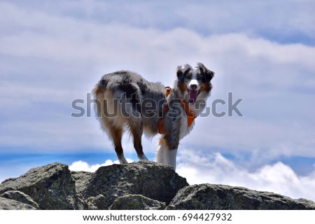 australian shepherd new hampshire dog hiking stock images royalty free images u0026 vectors shutterstock australian shepherd new hampshire dog hiking stock images royalty free images u0026 vectors shutterstock