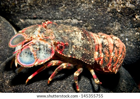 Hasil gambar untuk lobster lava