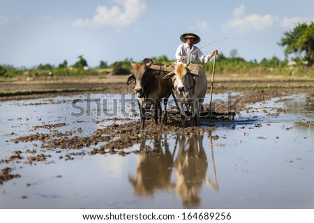 CIRCA APRIL 2010 - QUY NHON, VIETNAM - A farmer drives his oxen to plough a cleared rice field, on 25 April 2010, in Quy Nhon, Vietnam.