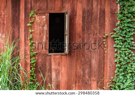 old wooden wall green creeper plants stock photo royalty free