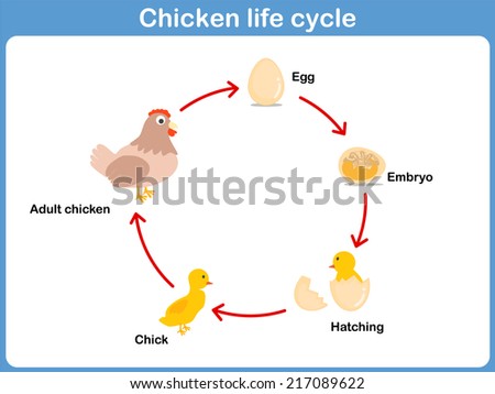 Life-cycle Stock Images, Royalty-Free Images & Vectors | Shutterstock