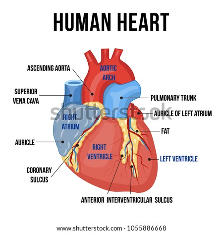 the heart 9 of parts Anatomy Human Parts Colorful Stock Descriptions Heart the heart 9 of parts Anatomy Human Parts Colorful Stock Descriptions Heart