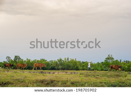 a man leading his cows to the field in Quang Tri province, Vietnam