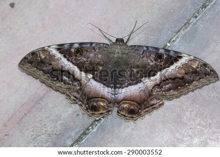 witch moth shutterstock