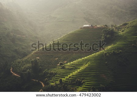 Sunset and Agriculture Green Rice fields and rice terraced on mountain at SAPA, Lao Cai, Mu Cang Chai, Vietnam. The most of area is rice terraced. nature and landscape rice fields