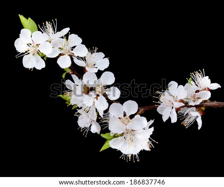 Branch with apricot flowers on a dark background