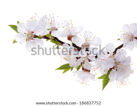 Apricot flowers isolated on white background