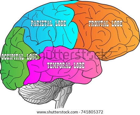 temporal lobes The temporal lobe mainly revolves around hearing and selective listening it receives sensory information such as sounds and speech from the ears. temporal lobes The temporal lobe mainly revolves around hearing and selective listening it receives sensory information such as sounds and speech from the ears.