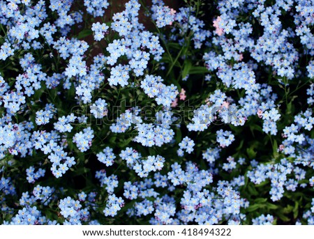 Forget-me-not Stock Photos, Royalty-Free Images & Vectors - Shutterstock