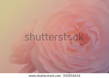 Bouquet of English roses soft style in pastel tones with paper texture for the background.
