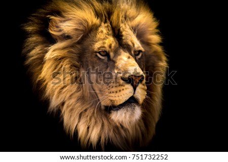 Image Result For Lion Tattoo Png Hd Image Result For Lion Tattoo Png Hd