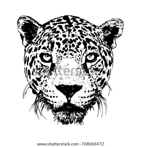 Leopard Face Stock Images, Royalty-Free Images & Vectors | Shutterstock