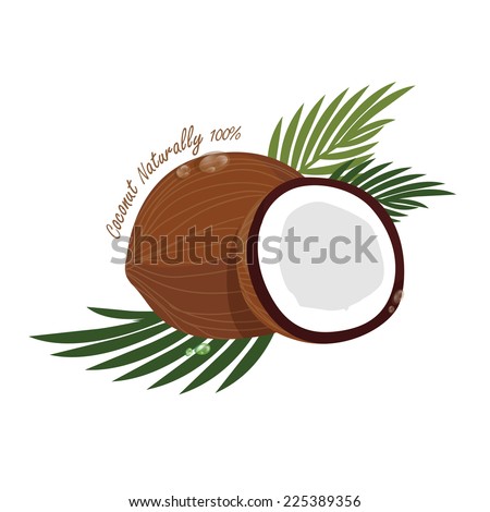 coconut vector