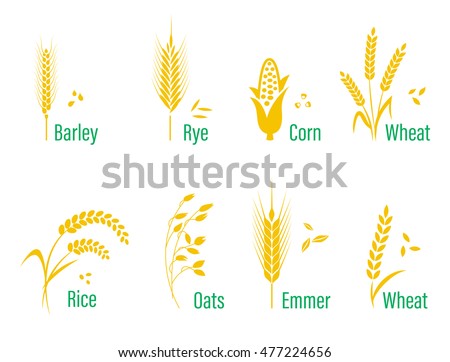 Cereals icon set with rice, wheat, corn, oats, rye, barley. Concept for organic products label, harvest and farming, grain, bakery, healthy food.