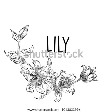 Outline Of Lily Stock Images, Royalty-Free Images & Vectors | Shutterstock