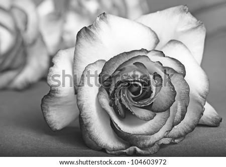 Black And White Flower Stock Photos, Images, & Pictures | Shutterstock