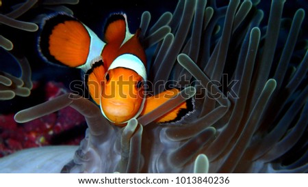 Nemo Fish Stock Images, Royalty-Free Images & Vectors | Shutterstock