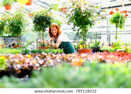 woman working nursery greenhouse colourful flowers stock photo working in a nursery