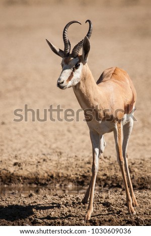 Springbok Stock Images, Royalty-Free Images & Vectors | Shutterstock