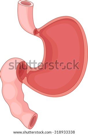 Human Stomach Cartoon Stock Illustration 318933338 - Shutterstock