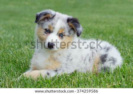 australian shepherd your purebred puppy australian shepherd puppy stock images royalty free images australian shepherd your purebred puppy australian shepherd puppy stock images royalty free images