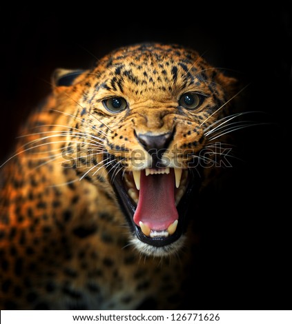 Portrait of a Leopard