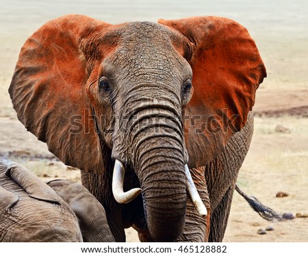 Beautiful African Elephants Tsavo Park Kenya Stock Photo 