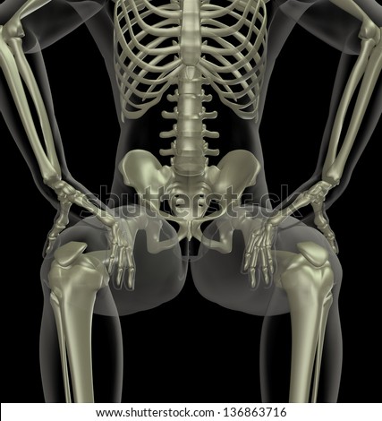 Related Keywords & Suggestions for Sitting Skeleton