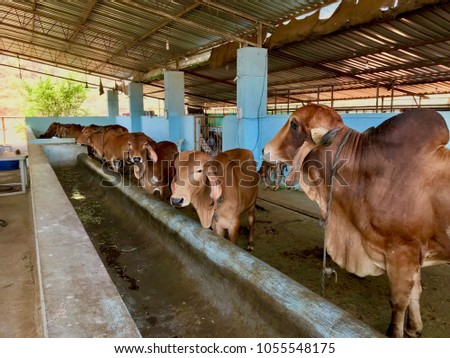 cattle shed rural india stock photo royalty free