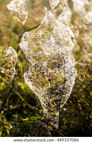 stock photo dew on a spider web out of focus field dry wild plants autumn 489107086