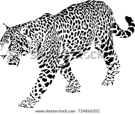 Cartoon Jaguar Stock Images, Royalty-Free Images & Vectors | Shutterstock